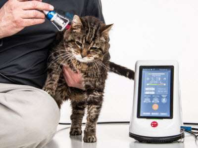 veterinary laser therapy