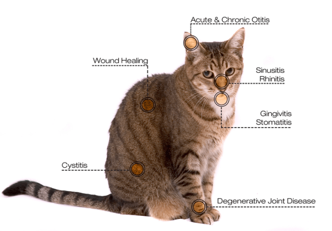 cat-laser-therapy cat-laser-therapy