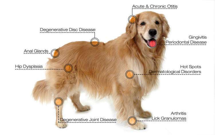 diseases treated by dog laser therapy machine diseases treated by dog laser therapy machine