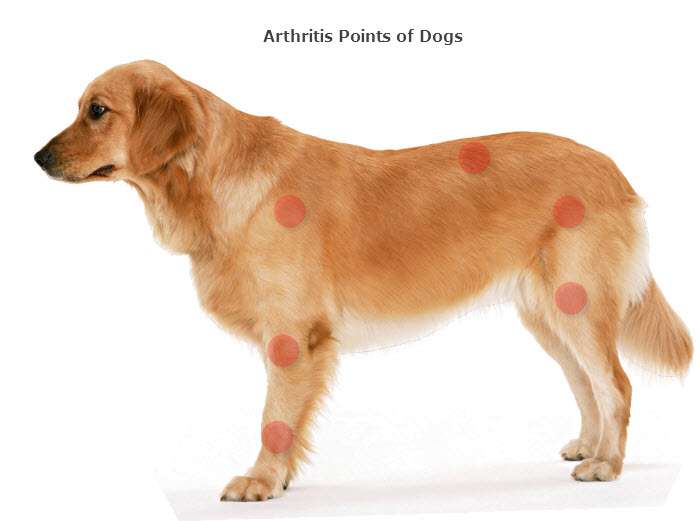 dog-arthritis-points