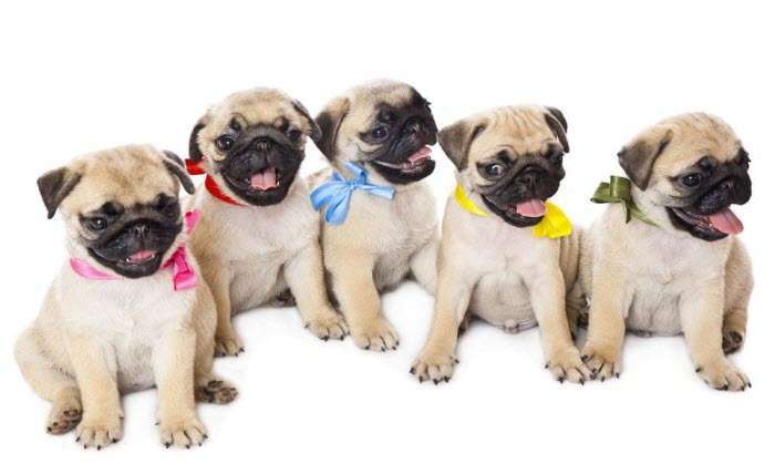 dogs dogs