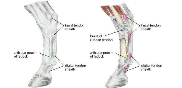 flexor-tendon-horse flexor-tendon-horse