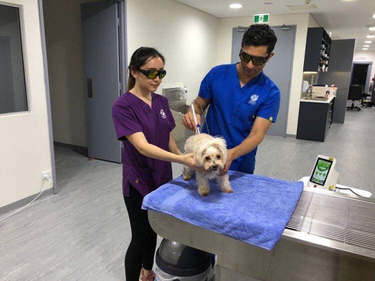 pet laser therapy with berylas laser pet laser therapy with berylas laser