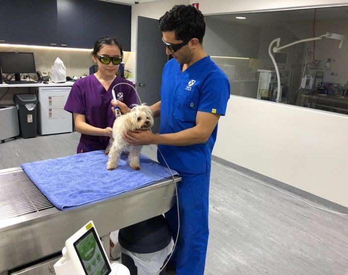 pet-therapy-laser