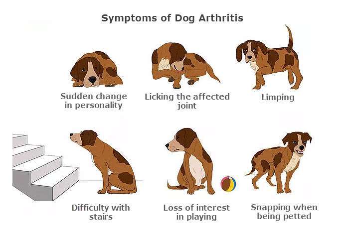 symptoms-of-dog-arthritis