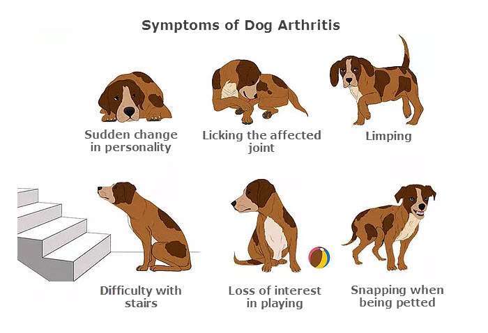 symptoms-of-dog-arthritis symptoms-of-dog-arthritis