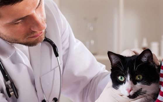 Pet Therapy Laser for Your Veterinary Pet Therapy Laser for Your Veterinary