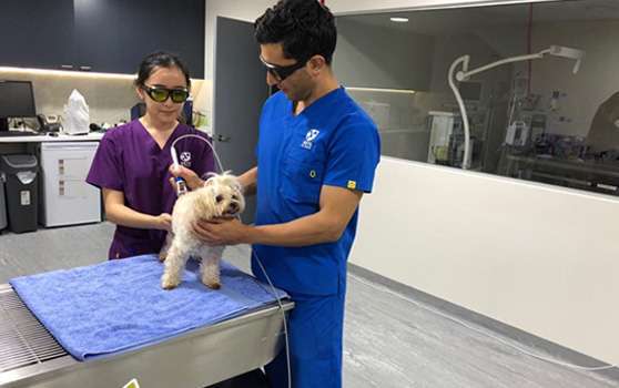 Pet Therapy Laser