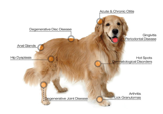 veterinary laser veterinary laser
